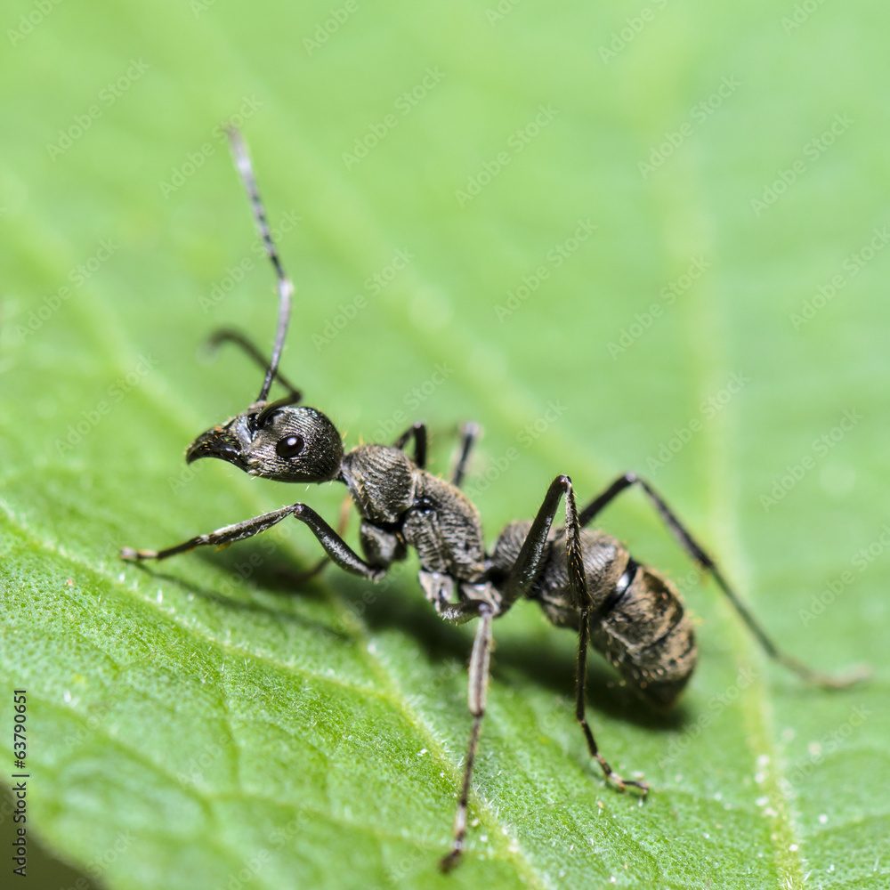 Black Carpenter Ant (Camponotus pennsylvanicus) Black Carpenter Ant (Camponotus pennsylvanicus)