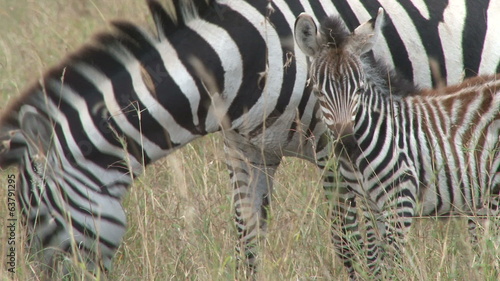 Zebra and a baby photo