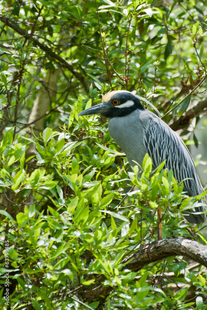 Fototapeta premium Yellow-crowned Night Heron