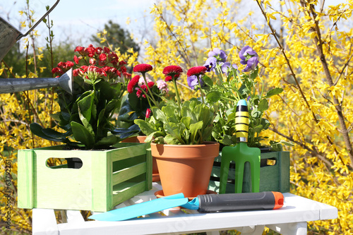 Fototapeta Naklejka Na Ścianę i Meble -  Beautiful flowers in flowerpots and gardening tools, outdoors