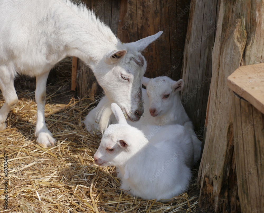 ziegen familie ziegen familie