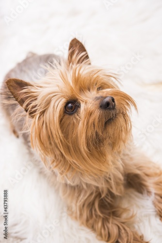 Laying Adult Silky Terrier