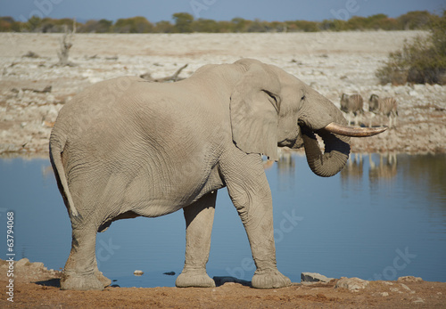 African Elephant at a water hole in Namibia