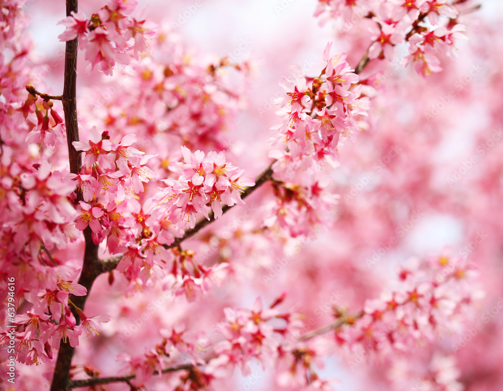 Naklejka premium Cherry Blossom. Sakura in Springtime. Beautiful Pink Flowers