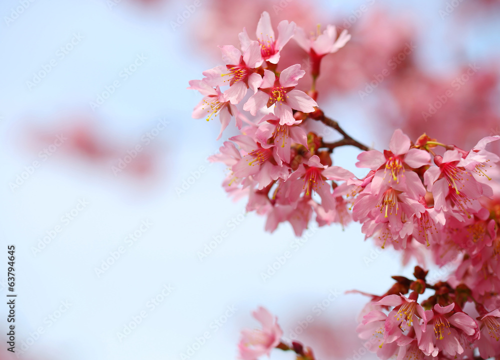 Cherry Blossom. Sakura in Springtime. Beautiful Pink Flowers Cherry Blossom. Sakura in Springtime. Beautiful Pink Flowers