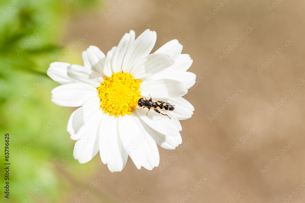Fototapeta premium Syritta pipiens