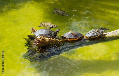 Turtles basking and swimming in the sun