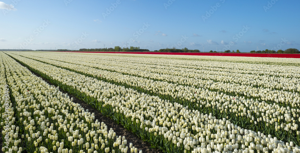 Agriculture with flowers in spring