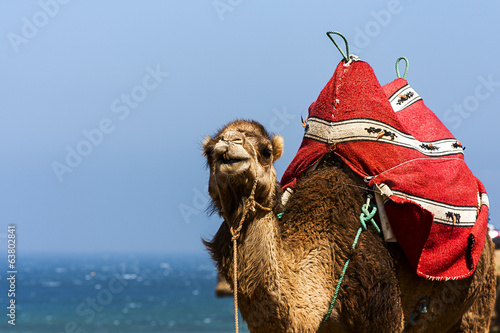 Camel