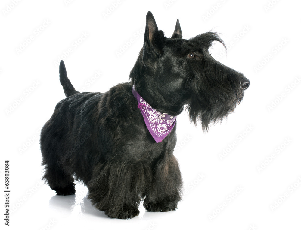 Scottish Terrier Scottish Terrier