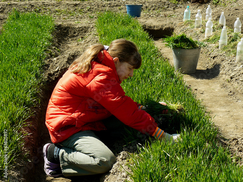 girl thins out green manure for sowing seeds