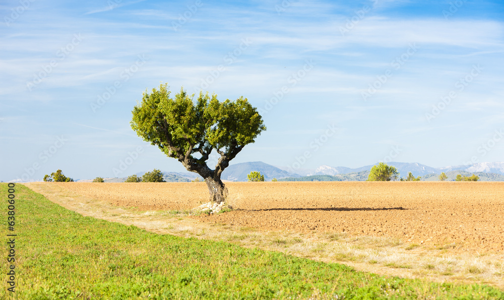 field with a tree, Plateau de Valensole, Provence, France field with a tree, Plateau de Valensole, Provence, France