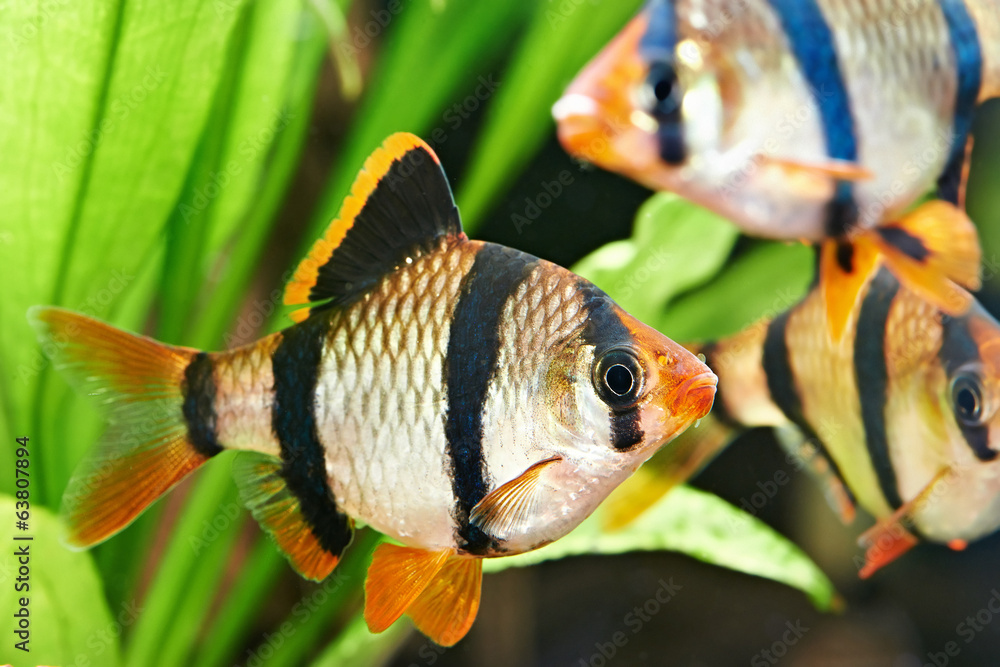 Obraz premium Aquarium fishes. Barbus puntius tetrazona