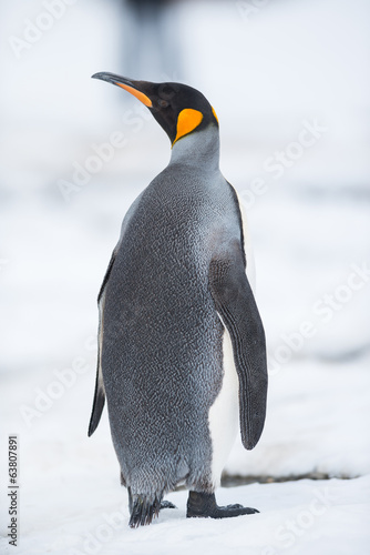 Naklejka Król pingwin, Georgia Południowa, Antarktyda