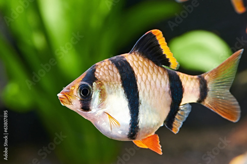 Aquarium fish. Barbus puntius tetrazona