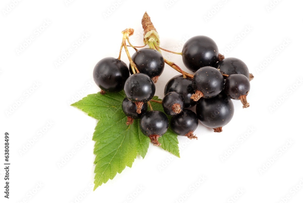 Schwarze Johannisbeeren Schwarze Johannisbeeren