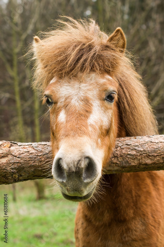 Red pony laid its head on the wooden fence