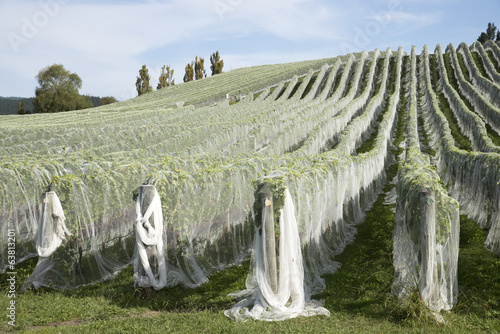 Rows of vines covered in plastic netting to protect rapes photo