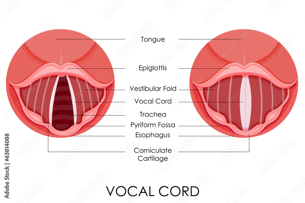 Vocal Cord Stock Vector | Adobe Stock