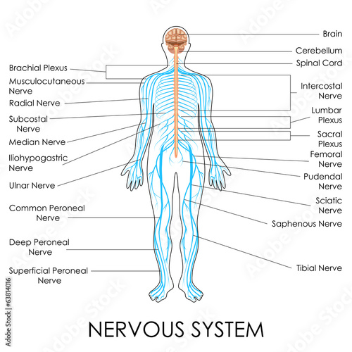 Nervous System