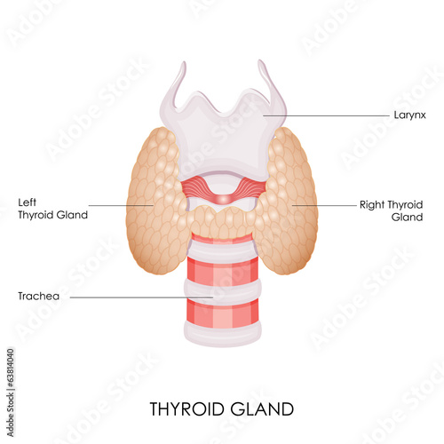 Thyroid Gland