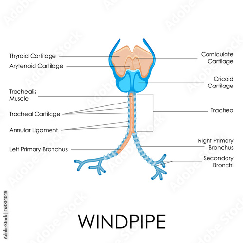 Windpipe photo