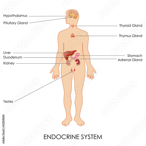 Endocrine System