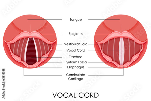 Vocal Cord photo