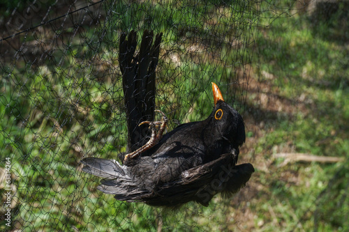 Blackbird trapped, mist net photo