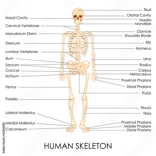 Human Skelton