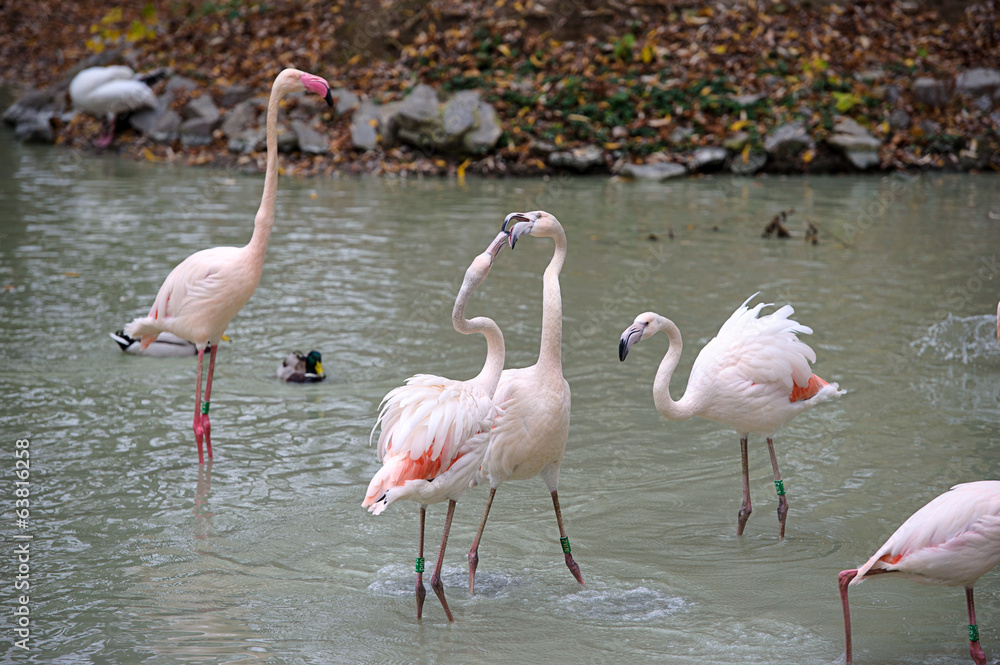 Flamingo Flamingo