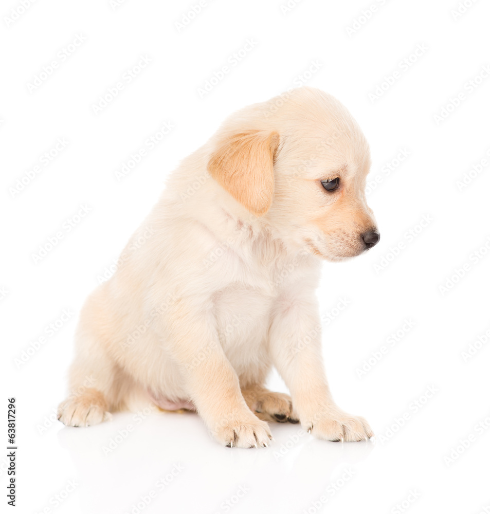 golden retriever puppy dog in profile. isolated on white golden retriever puppy dog in profile. isolated on white