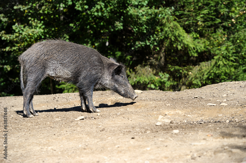 Wild boar in forest Wild boar in forest