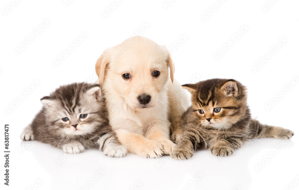 purebred puppy dog and two british kittens lying in front. purebred puppy dog and two british kittens lying in front.