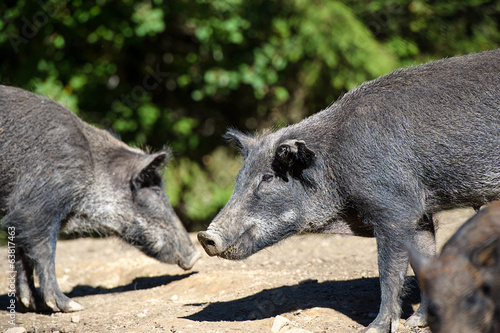 Wild boar in forest