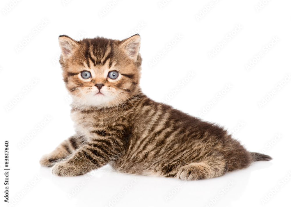 baby british tabby kitten looking at camera. isolated on white 