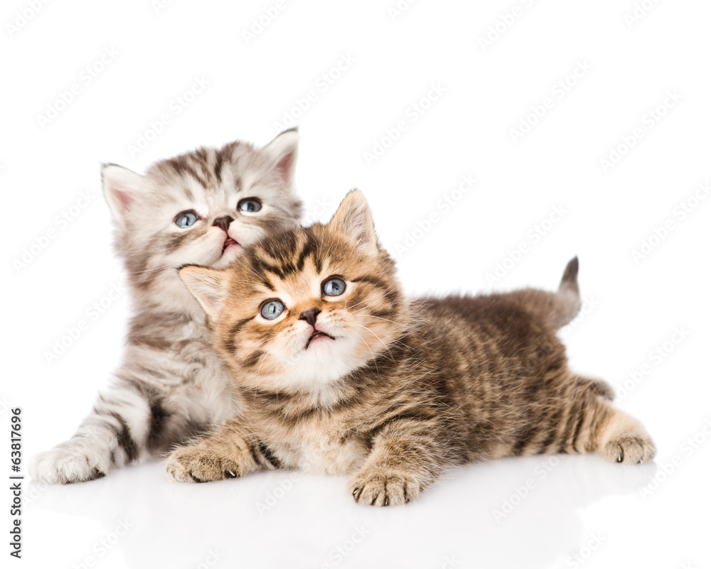 two british kittens looking up. isolated on white background
