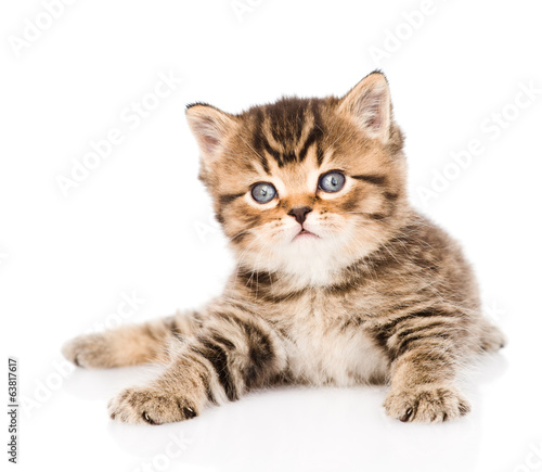 baby british tabby kitten lying in front. isolated on white 