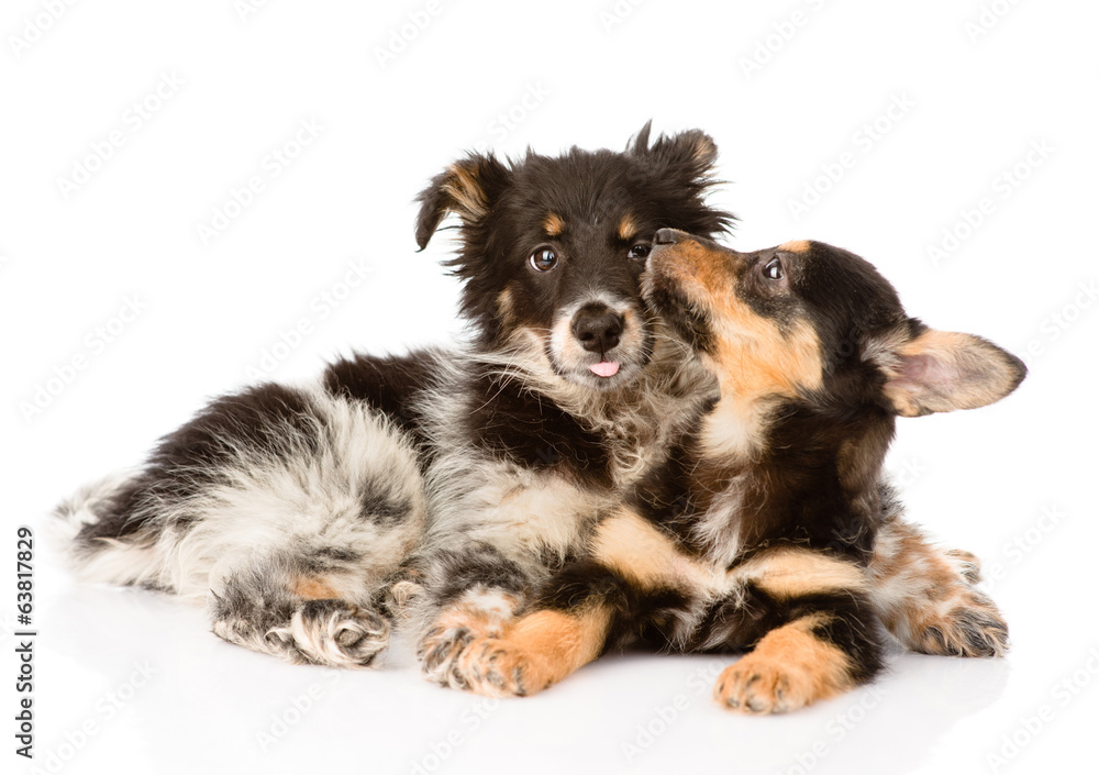 playing puppies. isolated on white background