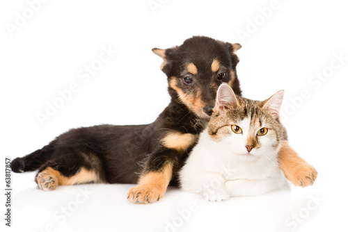 tiny puppy dog embracing a cat. isolated on white background