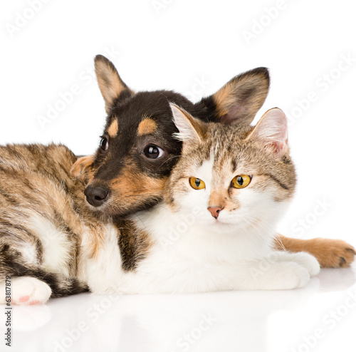 close-up puppy embracing cat. isolated on white background