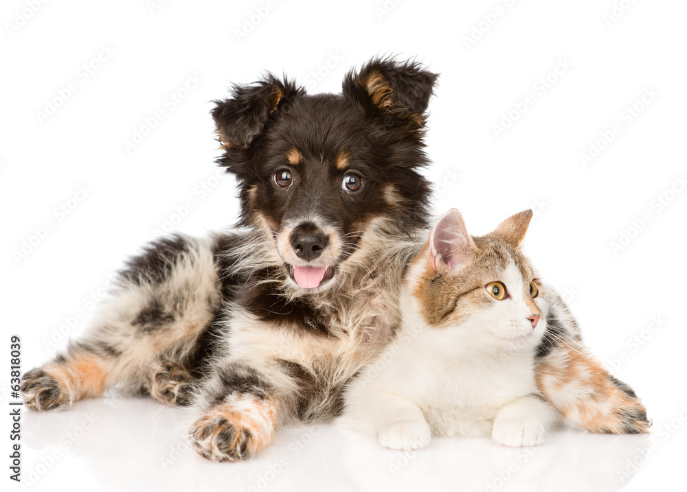 Obraz premium mixed breed dog and cat looking away. isolated on white