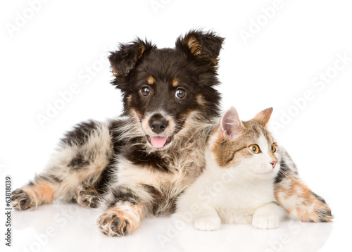 mixed breed dog and cat looking away. isolated on white 