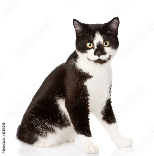 Fototapeta Naklejka Na Ścianę i Meble -  cat looking at camera. isolated on white background