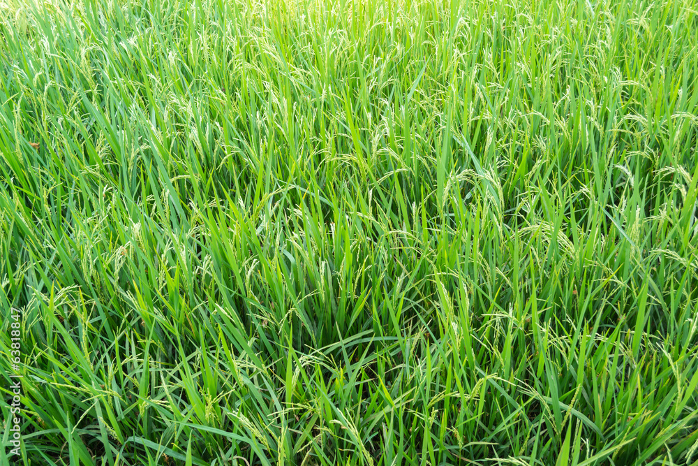 Obraz premium Paddy rice - Rice field