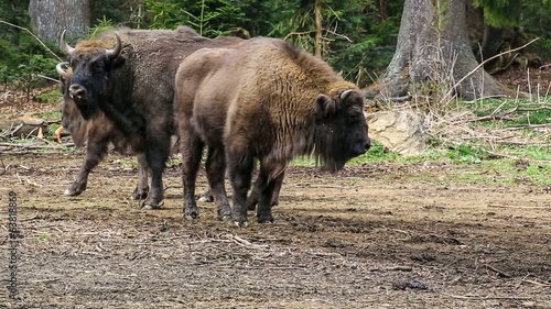 bison or Wisent photo