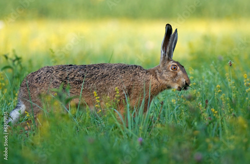 Hare © Soru Epotok