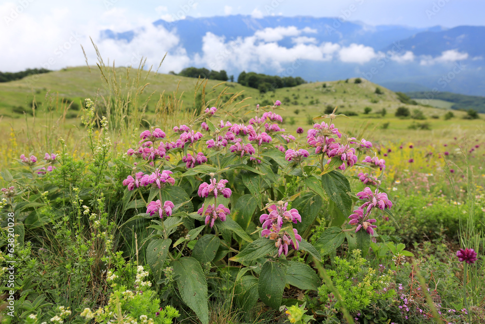 Obraz premium wild flowers in mountains