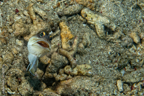 Goby fish photo