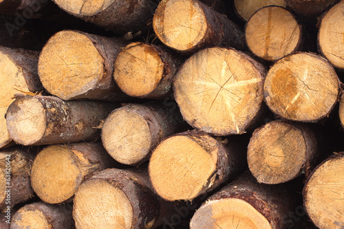 Many pine logs stacked in a pile closeup